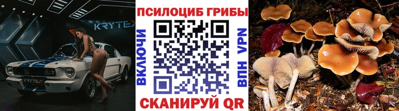 mega сайт Сухой Лог Псилоцибиновые грибы Psilocybe